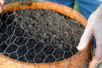 Crocus pot