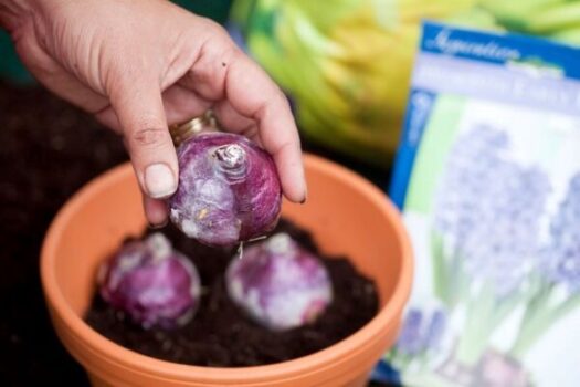 Hyacinth bulbs