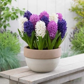 Hyacinths