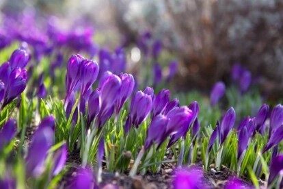 crocus